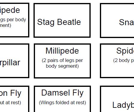 Minibeast Bingo