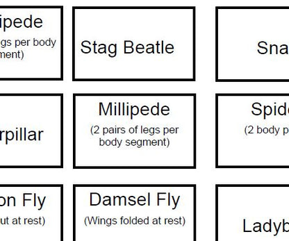 Minibeast Bingo